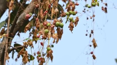 Diplocyclos meyveleri. Diğer isimleri Neoachmandra japonica, Trichosanthes salatalıkları, Neoachmandra, Bryonia ve Zehneria. Bu bir asma bitkisi meyvesi.. 