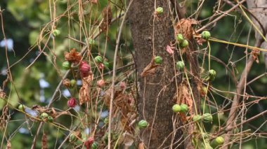 Diplocyclos meyveleri. Diğer isimleri Neoachmandra japonica, Trichosanthes salatalıkları, Neoachmandra, Bryonia ve Zehneria. Bu bir asma bitkisi meyvesi.. 