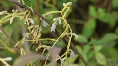 Cuscuta veya Dodder çiçeği. Sarı, turuncu ya da kırmızı parazit bitkilerin üzerinde bir cinstir. Yapraksız görünen ince gövdesiyle tanımlanır. Yaprakları dakikalara indirgenir.