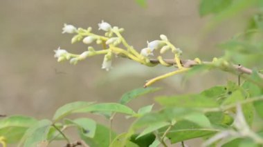 Cuscuta veya Dodder çiçeği. Sarı, turuncu ya da kırmızı parazit bitkilerin üzerinde bir cinstir. Yapraksız görünen ince gövdesiyle tanımlanır. Yaprakları dakikalara indirgenir.