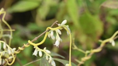 Cuscuta veya Dodder çiçeği. Sarı, turuncu ya da kırmızı parazit bitkilerin üzerinde bir cinstir. Yapraksız görünen ince gövdesiyle tanımlanır. Yaprakları dakikalara indirgenir.