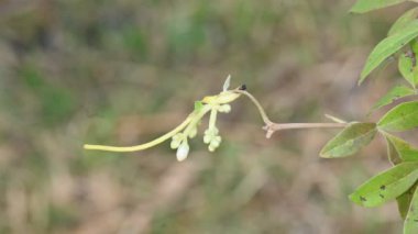 Cuscuta veya Dodder çiçeği. Sarı, turuncu ya da kırmızı parazit bitkilerin üzerinde bir cinstir. Yapraksız görünen ince gövdesiyle tanımlanır. Yaprakları dakikalara indirgenir.