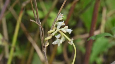 Cuscuta veya Dodder çiçeği. Sarı, turuncu ya da kırmızı parazit bitkilerin üzerinde bir cinstir. Yapraksız görünen ince gövdesiyle tanımlanır. Yaprakları dakikalara indirgenir.