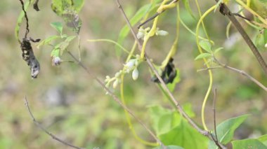 Cuscuta veya Dodder çiçeği. Sarı, turuncu ya da kırmızı parazit bitkilerin üzerinde bir cinstir. Yapraksız görünen ince gövdesiyle tanımlanır. Yaprakları dakikalara indirgenir.