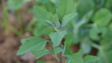 Chenopodium albüm bitkileri. Chenopodium cinsi içinde hızla büyüyen bir ottur. Kuzu konutları, eritme, kaz ayağı, yabani spinachand-hen. Çok popüler bir sebzedir..