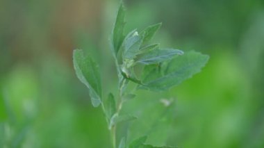 Chenopodium albüm bitkileri. Chenopodium cinsi içinde hızla büyüyen bir ottur. Kuzu konutları, eritme, kaz ayağı, yabani spinachand-hen. Çok popüler bir sebzedir..