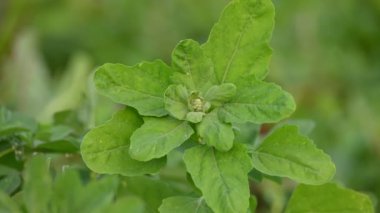 Chenopodium albüm bitkileri. Chenopodium cinsi içinde hızla büyüyen bir ottur. Kuzu konutları, eritme, kaz ayağı, yabani spinachand-hen. Çok popüler bir sebzedir..