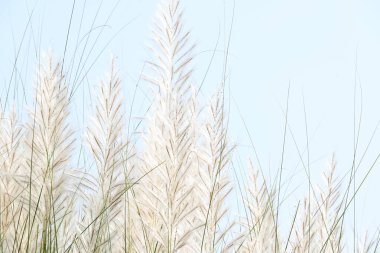 Saccharum spontaneum flower. Its other names wild sugarcane and Kans grass. Its grassnative to theIndian Subcontinent. It is a perennial grass,growing up to three meters in height.