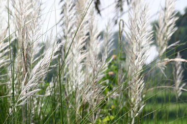 Saccharum spontaneum flower. Its other names wild sugarcane and Kans grass. Its grassnative to theIndian Subcontinent. It is a perennial grass,growing up to three meters in height.