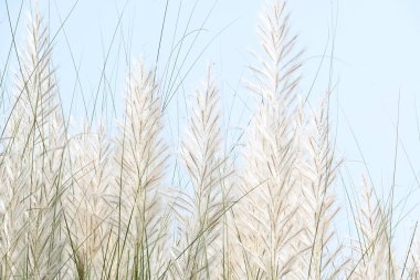 Saccharum spontaneum flower. Its other names wild sugarcane and Kans grass. Its grassnative to theIndian Subcontinent. It is a perennial grass,growing up to three meters in height.