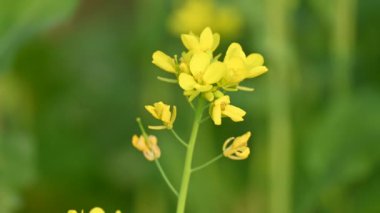 Hardal çiçekleri. Brassica cinsinde ve Brassicaceae familyasından bir bitki türüdür. Hardal tohumu baharat ve kullanılmış yeşillik olarak kullanılır. Hardal yetiştiriciliği. Sarı çiçek..