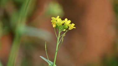 Hardal çiçekleri. Brassica cinsinde ve Brassicaceae familyasından bir bitki türüdür. Hardal tohumu baharat ve kullanılmış yeşillik olarak kullanılır. Hardal yetiştiriciliği. Sarı çiçek..