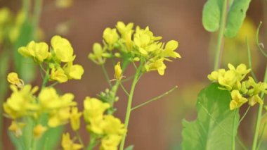 Hardal çiçekleri. Brassica cinsinde ve Brassicaceae familyasından bir bitki türüdür. Hardal tohumu baharat ve kullanılmış yeşillik olarak kullanılır. Hardal yetiştiriciliği. Sarı çiçek..