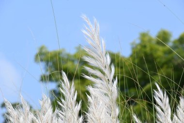 Saccharum spontaneum flower. Its other names wild sugarcane and Kans grass. Its grassnative to theIndian Subcontinent. It is a perennial grass,growing up to three meters in height.