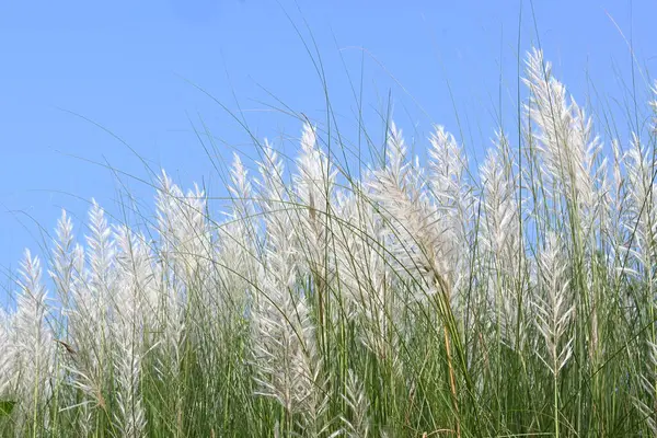 Saccharum spontaneum flower. Its other names wild sugarcane and Kans grass. Its grassnative to theIndian Subcontinent. It is a perennial grass,growing up to three meters in height.