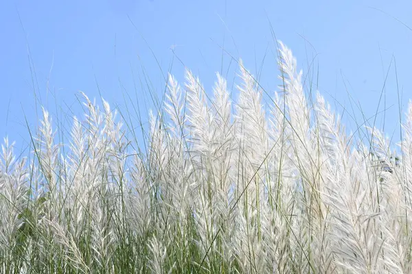 Saccharum spontaneum flower. Its other names wild sugarcane and Kans grass. Its grassnative to theIndian Subcontinent. It is a perennial grass,growing up to three meters in height.