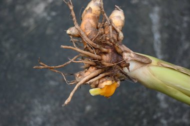 Çiğ zerdeçal kökü ve bitki. Kafiyeler taze ya da suda kaynatılıp kurutulduktan sonra sarı toza dönüşür. Hindistan da dahil olmak üzere birçok ülkede baharat olarak kullanılır. Curcuma longa.