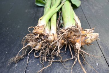 Çiğ zerdeçal kökü ve bitki. Kafiyeler taze ya da suda kaynatılıp kurutulduktan sonra sarı toza dönüşür. Hindistan da dahil olmak üzere birçok ülkede baharat olarak kullanılır. Curcuma longa.