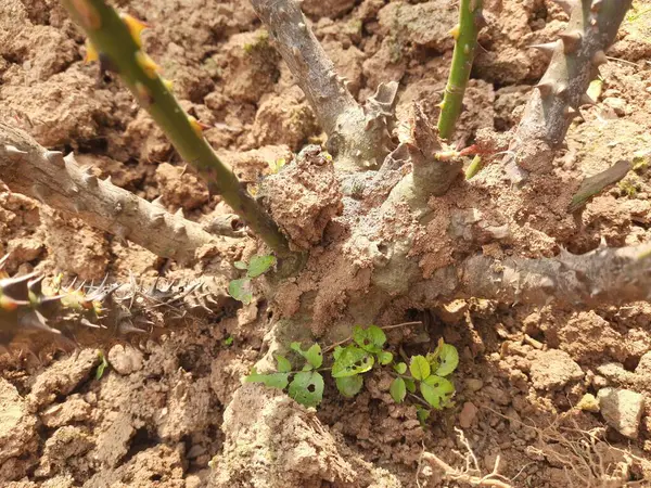Kuru gül yiyen termitler. Ağacı küçük deliklerle dolduran binlerce termit, larvaları tarafından istila edilmiş bir dal. Kuru odunların üzerinde termit yuvası. 