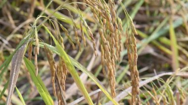 Pilav kulakları ve yeşil bulanık arka plan. Altın çeltik pilavı kulağı. Bitkilerle büyüyen olgun altın yeşili çeltik tanecikleri yakın çekim. Hindistan 'da pirinç tarlası. Pirinç ya da çeltik tarımı.