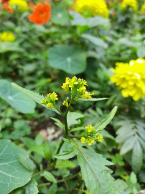 Rorippa palustris çiçeği. Diğer adı Marsh Yellow Cress, Bataklık Sarı Cresand yaygın sarı cress. Bu, Brassicaceae familyasından çiçek açan bir bitki türü. Bu bir çeşit ot..