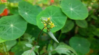Rorippa palustris çiçeği. Diğer adı Marsh Yellow Cress, Bataklık Sarı Cresand yaygın sarı cress. Bu, Brassicaceae familyasından çiçek açan bir bitki türü. Bu bir çeşit ot..