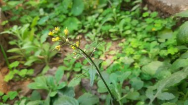 Rorippa palustris çiçeği. Diğer adı Marsh Yellow Cress, Bataklık Sarı Cresand yaygın sarı cress. Bu, Brassicaceae familyasından çiçek açan bir bitki türü. Bu bir çeşit ot..