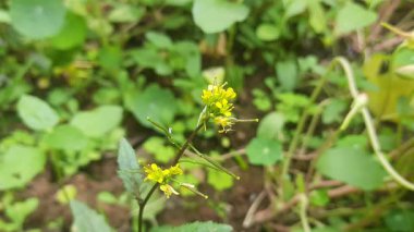 Rorippa palustris çiçeği. Diğer adı Marsh Yellow Cress, Bataklık Sarı Cresand yaygın sarı cress. Bu, Brassicaceae familyasından çiçek açan bir bitki türü. Bu bir çeşit ot..