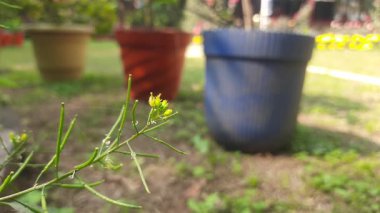 Rorippa palustris çiçeği. Diğer adı Marsh Yellow Cress, Bataklık Sarı Cresand yaygın sarı cress. Bu, Brassicaceae familyasından çiçek açan bir bitki türü. Bu bir çeşit ot..