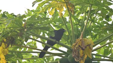 Asya koeli ya da Eudinnamys scolopaceus. Cuculidae familyasından Cuculidae familyasının bir üyesidir. Hint Altkıtası ve Güneydoğu Asya 'da bulunur. Erkek Asya koeli papaya ağacında oturuyor.. 