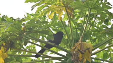 Asya koeli ya da Eudinnamys scolopaceus. Cuculidae familyasından Cuculidae familyasının bir üyesidir. Hint Altkıtası ve Güneydoğu Asya 'da bulunur. Erkek Asya koeli papaya ağacında oturuyor.. 
