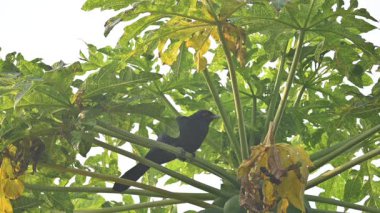 Asya koeli ya da Eudinnamys scolopaceus. Cuculidae familyasından Cuculidae familyasının bir üyesidir. Hint Altkıtası ve Güneydoğu Asya 'da bulunur. Erkek Asya koeli papaya ağacında oturuyor.. 
