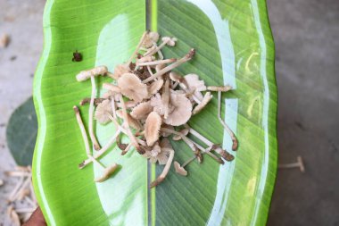 Termitomyce mantarı. Termit yuvalarıyla ilişkili yenilebilir mantar cinsidir. Bunlar zevkleriyle bilinir. Vitamin bakımından zenginler ve vücudumuzun bağışıklığını arttırıyorlar..