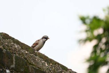 Serçe. Diğer adı Passer domesticus ve Indian House serçesi. Bu papağan familyasından bir kuş, dünyanın pek çok yerinde bulunur.. 