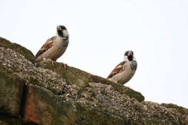 Serçe. Diğer adı Passer domesticus ve Indian House serçesi. Bu papağan familyasından bir kuş, dünyanın pek çok yerinde bulunur.. 