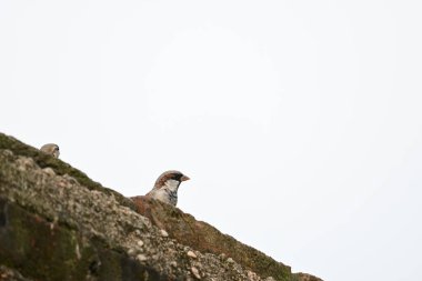 Serçe. Diğer adı Passer domesticus ve Indian House serçesi. Bu papağan familyasından bir kuş, dünyanın pek çok yerinde bulunur.. 