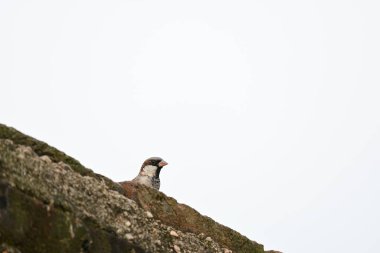 Serçe. Diğer adı Passer domesticus ve Indian House serçesi. Bu papağan familyasından bir kuş, dünyanın pek çok yerinde bulunur.. 