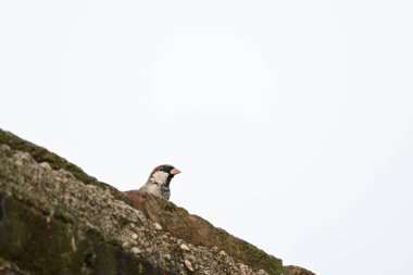 Serçe. Diğer adı Passer domesticus ve Indian House serçesi. Bu papağan familyasından bir kuş, dünyanın pek çok yerinde bulunur.. 