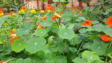Bahçedeki tropeolum majus çiçeği. Tropaeolaceae familyasından bir bitki türü. Diğer adları ise bahçe nasturtium, nasturtium, Hint teresi ve keşiş teresi..