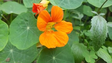 Bahçedeki tropeolum majus çiçeği. Tropaeolaceae familyasından bir bitki türü. Diğer adları ise bahçe nasturtium, nasturtium, Hint teresi ve keşiş teresi..