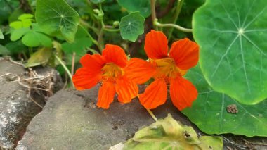 Bahçedeki tropeolum majus çiçeği. Tropaeolaceae familyasından bir bitki türü. Diğer adları ise bahçe nasturtium, nasturtium, Hint teresi ve keşiş teresi..
