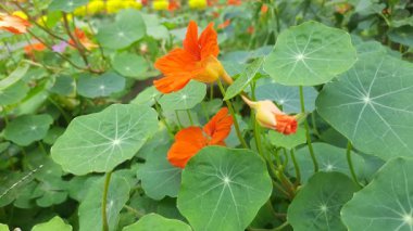 Bahçedeki tropeolum majus çiçeği. Tropaeolaceae familyasından bir bitki türü. Diğer adları ise bahçe nasturtium, nasturtium, Hint teresi ve keşiş teresi..