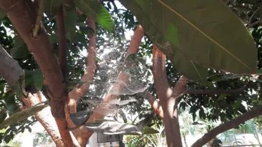 Mango ağacında örümcek ağı. Örümcekler avlarını yakalamak için büyük, dairesel ağlar örerler. Zehirli değiller ve insanlara zarar vermeyecekler..