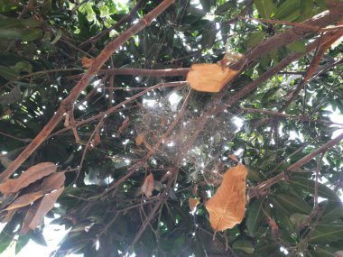 Mango ağacında örümcek ağı. Örümcekler avlarını yakalamak için büyük, dairesel ağlar örerler. Zehirli değiller ve insanlara zarar vermeyecekler..
