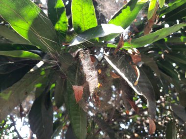 Mango ağacında örümcek ağı. Örümcekler avlarını yakalamak için büyük, dairesel ağlar örerler. Zehirli değiller ve insanlara zarar vermeyecekler..