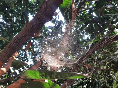 Mango ağacında örümcek ağı. Örümcekler avlarını yakalamak için büyük, dairesel ağlar örerler. Zehirli değiller ve insanlara zarar vermeyecekler..