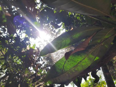 Mango ağacında örümcek ağı. Örümcekler avlarını yakalamak için büyük, dairesel ağlar örerler. Zehirli değiller ve insanlara zarar vermeyecekler..