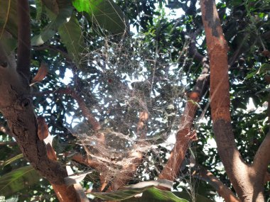 Mango ağacında örümcek ağı. Örümcekler avlarını yakalamak için büyük, dairesel ağlar örerler. Zehirli değiller ve insanlara zarar vermeyecekler..