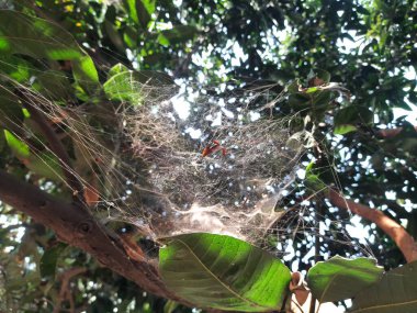 Mango ağacında örümcek ağı. Örümcekler avlarını yakalamak için büyük, dairesel ağlar örerler. Zehirli değiller ve insanlara zarar vermeyecekler..