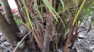 Areka palmiye kökleri. Arecaceae ağacından bir aile. Filipinler, Malezya ve Hindistan 'dan gelen nemli sularda bulundu. Aynı zamanda süs bitkisi olarak da yetiştirilir..